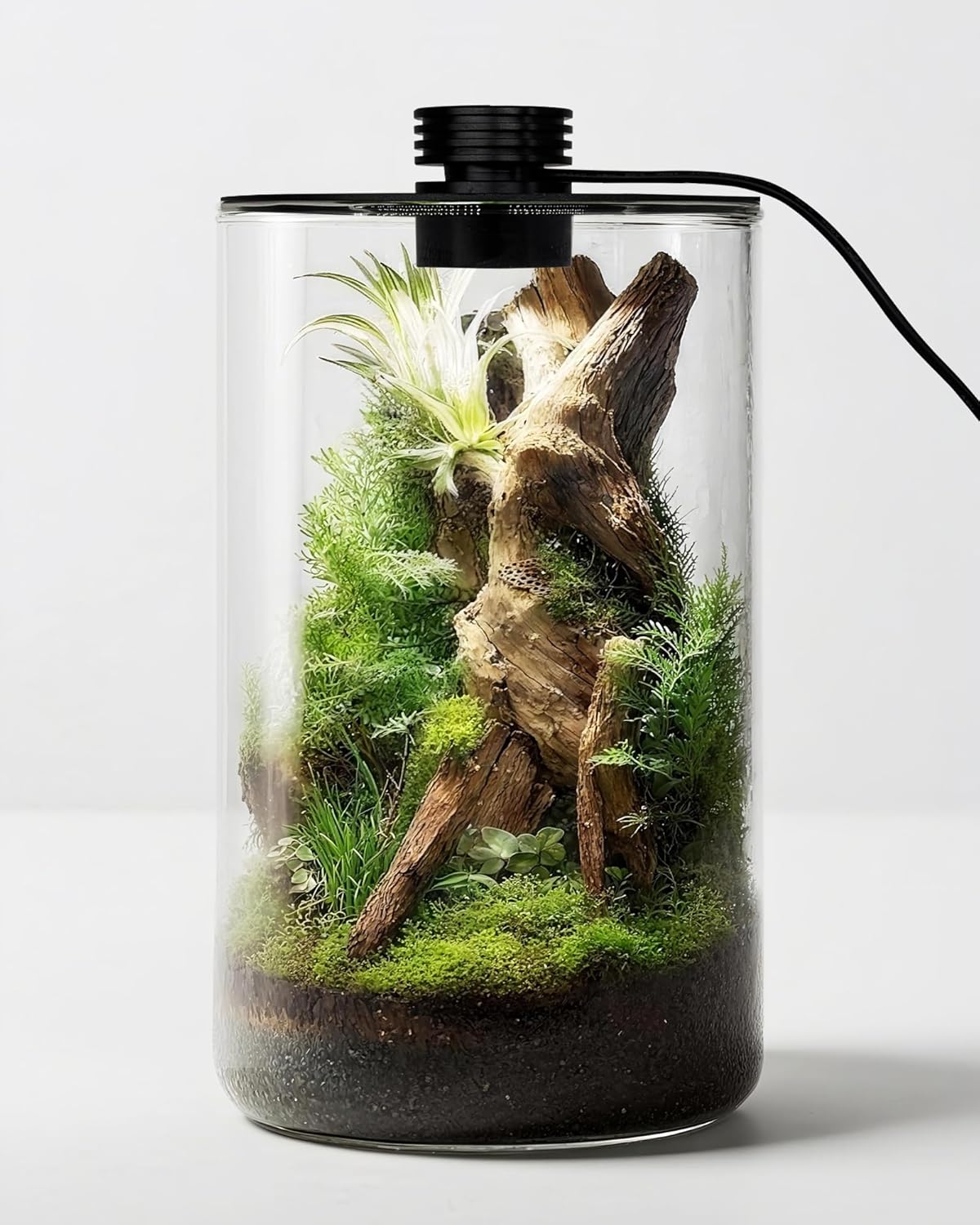 Betta Fish Tank - Terarium Kaca Dalam Ruangan dengan Lampu