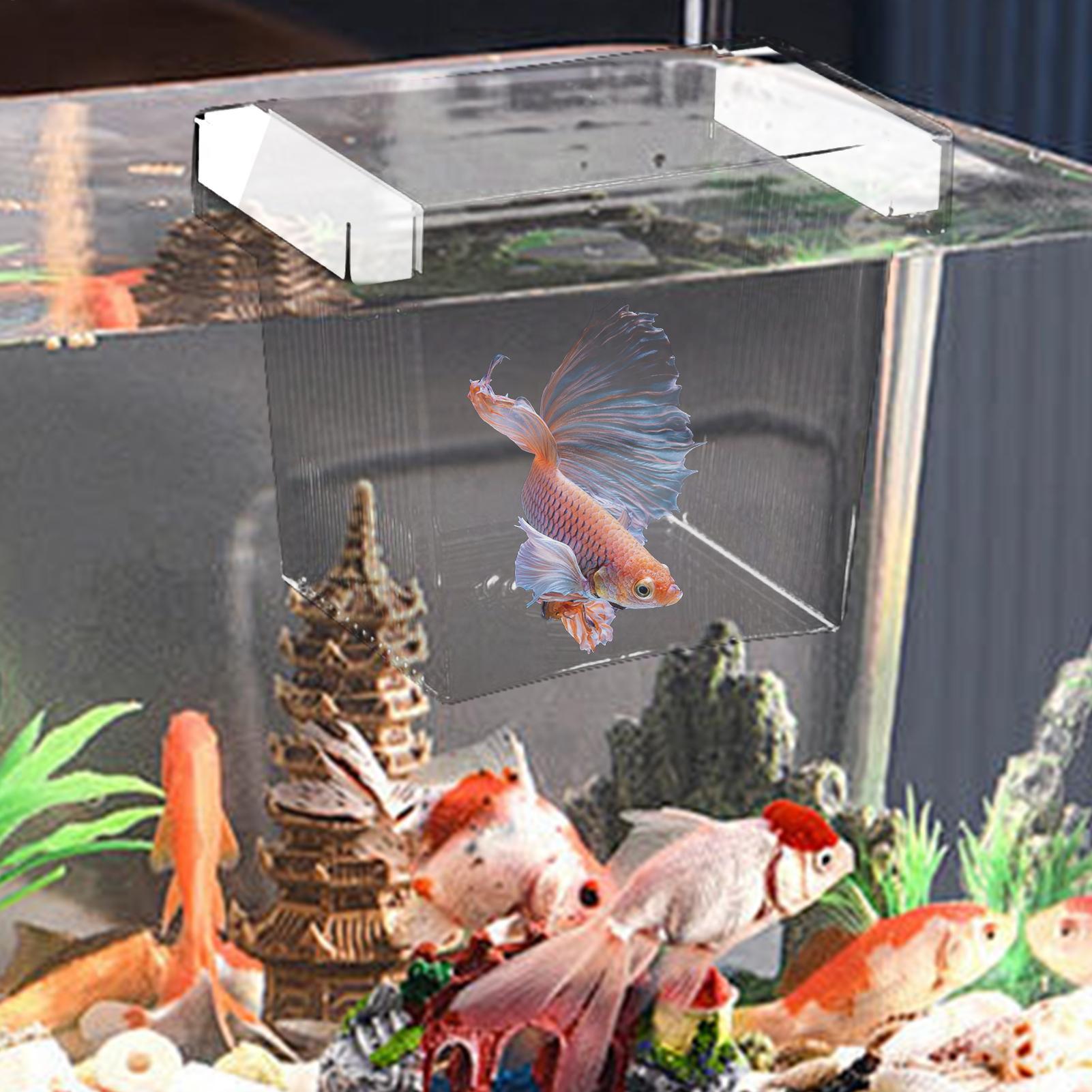 Kotak Isolasi Pembiakan Ikan T - Betta Fish Tank ulasan dan harga