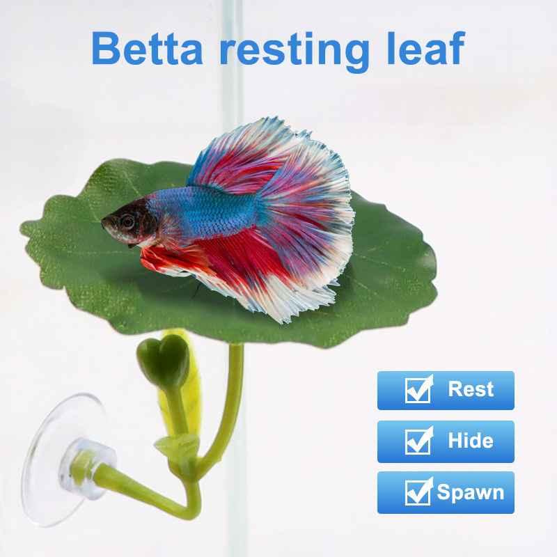 (Ce14)1/5PC Akuarium Daun Hija - Betta Fish Tank ulasan dan harga