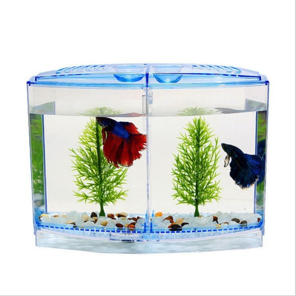 Tangki ikan cupang transparan, - Betta Fish Tank ulasan dan harga