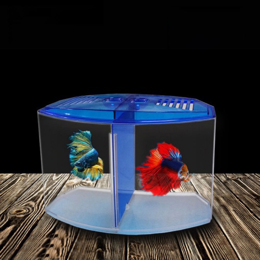 Tangki ikan cupang transparan, - Betta Fish Tank ulasan dan harga