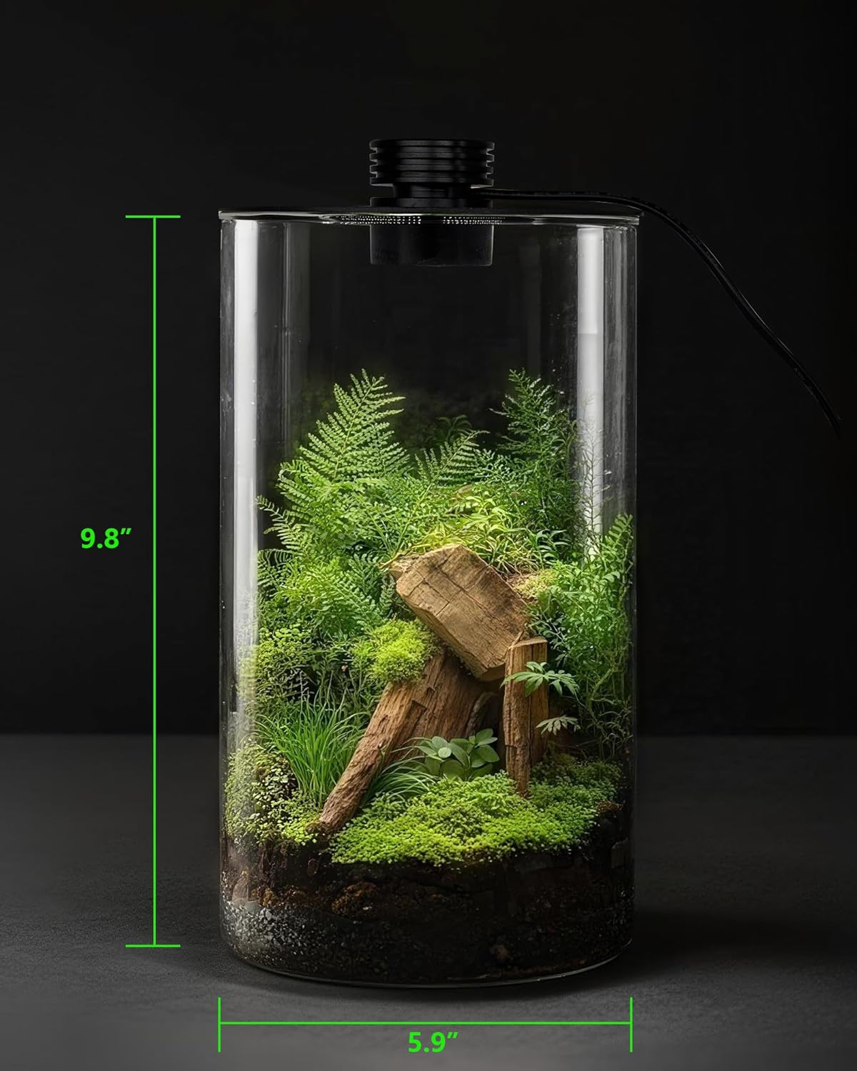 Terarium Kaca Dalam Ruangan de - Betta Fish Tank ulasan dan harga