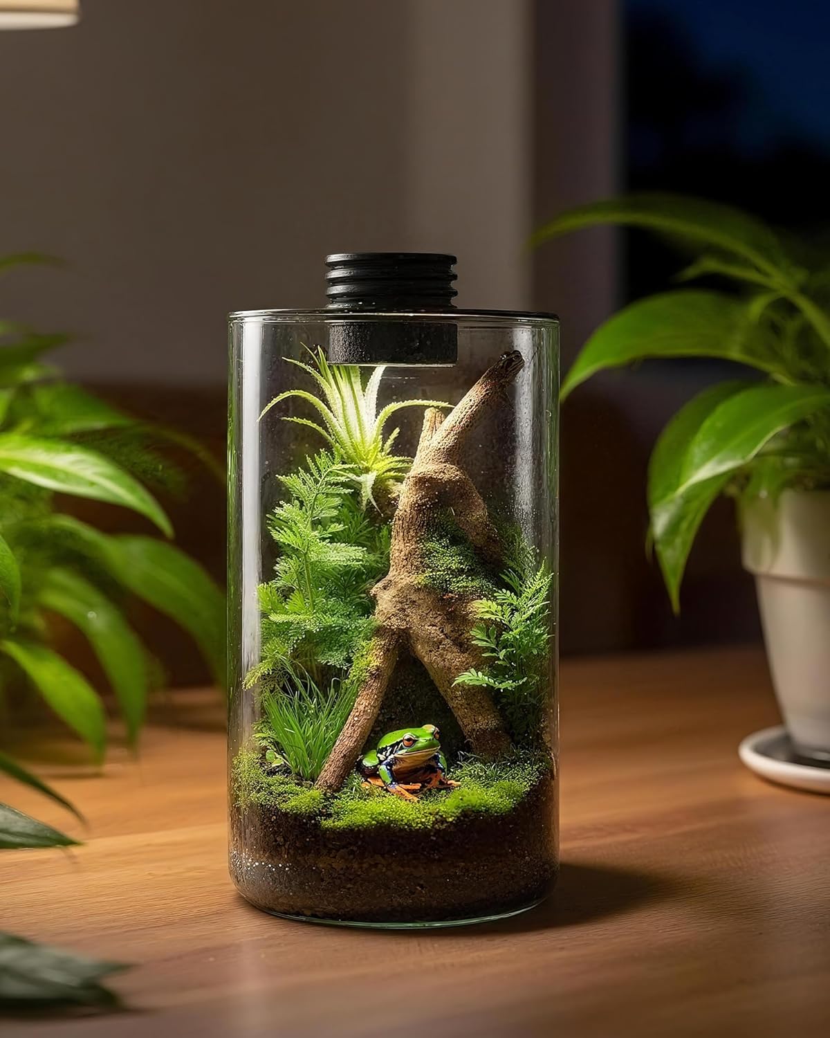Terarium Kaca Dalam Ruangan de - Betta Fish Tank ulasan dan harga