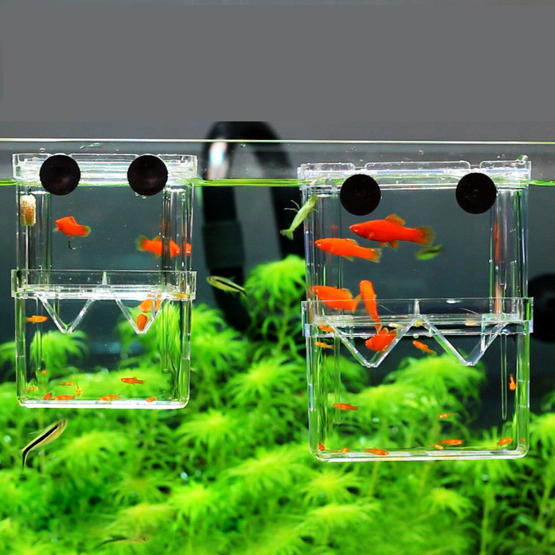 Kotak Isolasi Pembiakan Ikan M - Betta Fish Tank ulasan dan harga