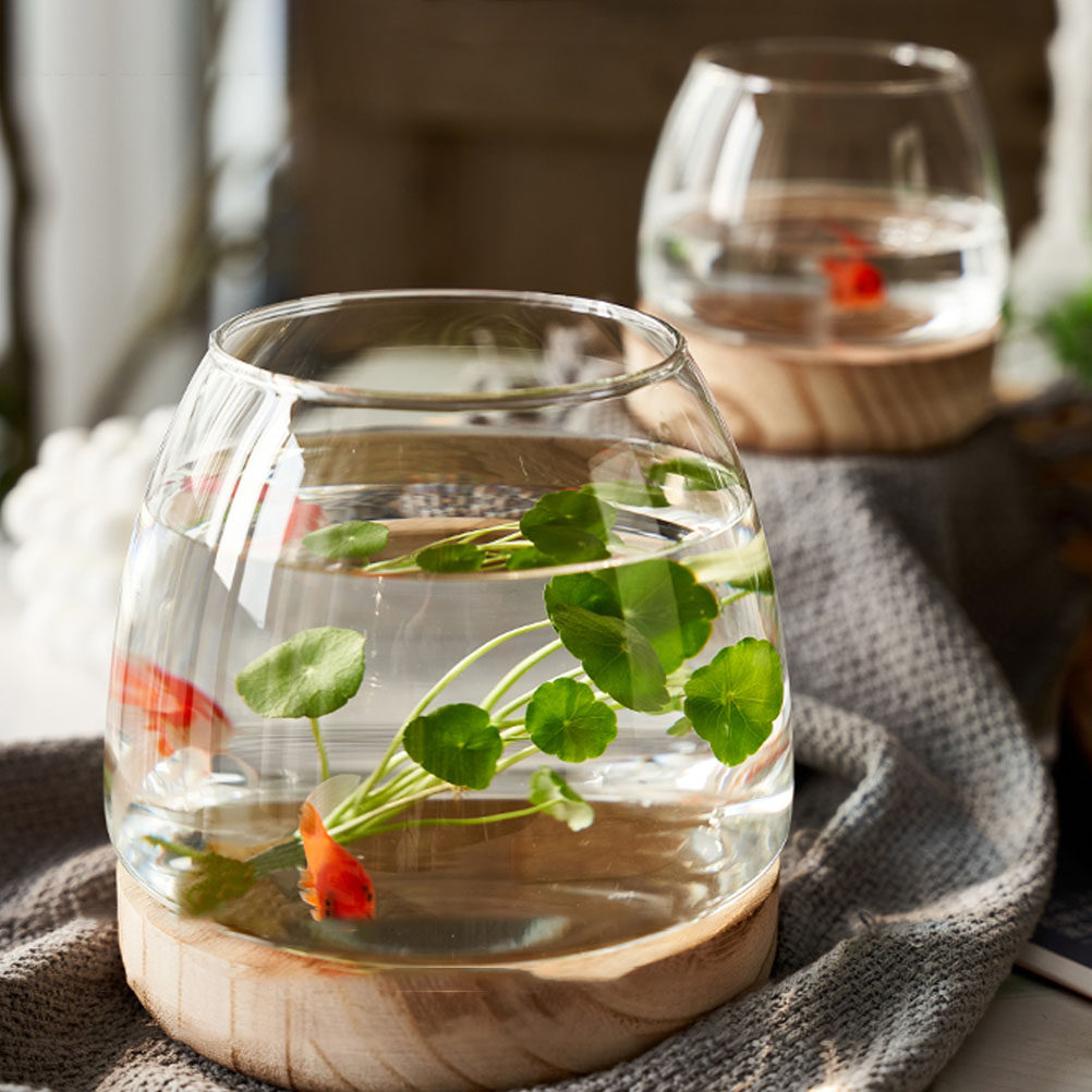 1 Set Terrarium Tanaman Hidrop - Aquarium Plants ulasan dan harga
